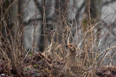 FEMMINA DI GALLO FORCELLO