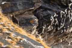 CAMOSCIO