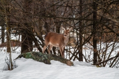 CERVO