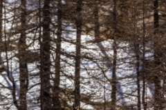 CAMOSCIO