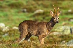 CAPRIOLO