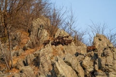 CAMOSCI