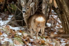 CAPRIOLO IN VELLUTO