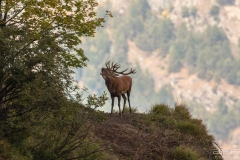 CERVO IN BRAMITO