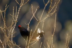 GALLO FORCELLO