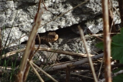 VIPERA ASPIS PH. VERNETTI MICHELE