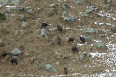 GRUPPO DI CAMOSCI