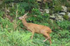 GIOVANE CAPRIOLO PH. VERNETTI LUCIANO