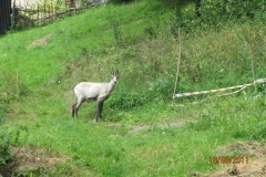 CAMOSCIO GRIGIO PH. VERNETTI MICHELE