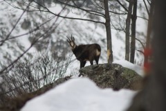 CAMOSCIO IN INVERNO