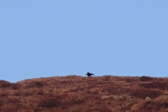 GALLO FORCELLO PH VERNETTI MICHELE