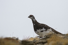 PERNICE BIANCA PH. CORAGLIA MARCO